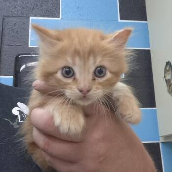 Domestic Medium Hair Cats Available for Adoption in Ardmore, Oklahoma - Mozzarella | PetCurious