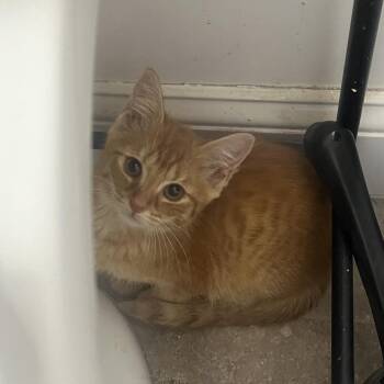 Popcorn -  Domestic Short Hair Cat for Adoption in Salisbury, Massachusetts - Popcorn | PetCurious