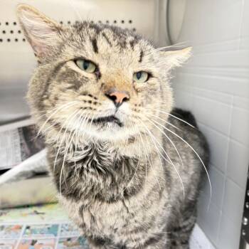 Moss -  Domestic Medium Hair Cat for Adoption in Chatham, Virginia - Moss | PetCurious
