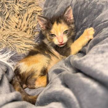 Yetthika -  Domestic Short Hair Cat for Adoption in Austin, Texas - Yetthika | PetCurious