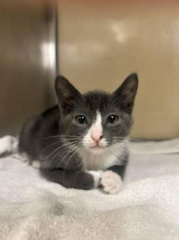 DOVE -  Domestic Short Hair Cat for Adoption in Fort Myers, Florida - DOVE | PetCurious