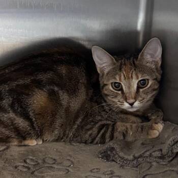 SugarBee 29813 -  Domestic Short Hair Cat for Adoption in Middleburg, Florida - SugarBee 29813 | PetCurious