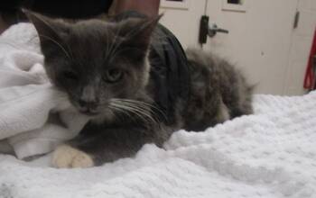 (628) -  Domestic Short Hair Cat for Adoption in Marietta, Georgia - (628) | PetCurious
