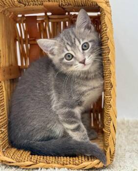 Tabby and Russian Blue Cats Available for Adoption in Bedford Hills, New York - Mary Is WOW Spectacular!  Kitten Happiness! | PetCurious