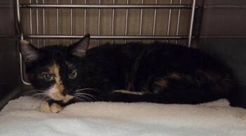 Marley - Barn Cat -  Domestic Short Hair Cat for Adoption in Vancouver, Washington - Marley - Barn Cat | PetCurious