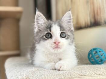 Gamora -  Domestic Medium Hair Cat for Adoption in Fort Worth, Texas - Gamora | PetCurious