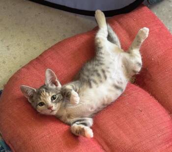 Rescue Domestic Short Hair Cats for Adoption in Hawthorne, New Jersey - Minnie (bonded W/ Magic) | PetCurious