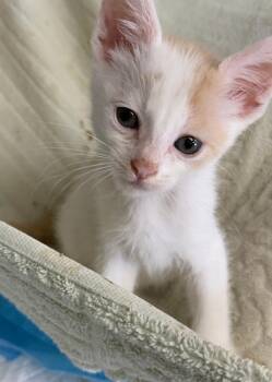 Theresa -  Domestic Short Hair Cat for Adoption - Theresa | PetCurious