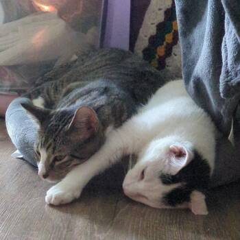 Oreo *Courtesy Post* -  Domestic Short Hair Cat for Adoption in Orlando, Florida - Oreo *Courtesy Post* | PetCurious