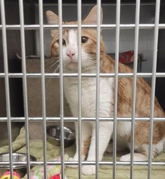 Domestic Short Hair Cats Available for Adoption - FOREST | PetCurious