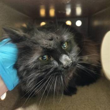 Domestic Long Hair Cats Available for Adoption in Pueblo, Colorado - ALPHONSO | PetCurious
