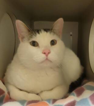 Parsley -  Domestic Short Hair Cat for Adoption in Mason City, Iowa - Parsley | PetCurious