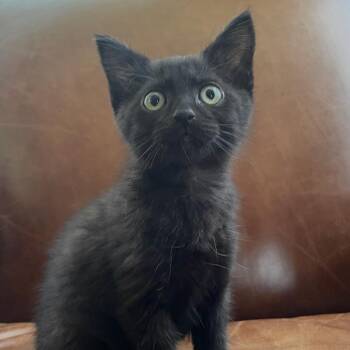 Anchovy -  Domestic Short Hair Cat Available for Adoption in Granby, Missouri - Anchovy | PetCurious
