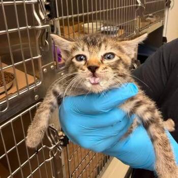 Effie 26-08-118 -  Domestic Short Hair Cat for Adoption in Bastrop, Texas - Effie 26-08-118 | PetCurious