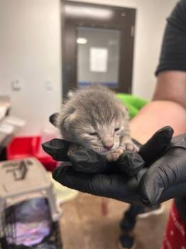 Louis -  Domestic Short Hair Cat for Adoption in Minot, North Dakota - Louis | PetCurious