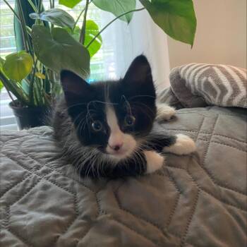 Maxwell -  Domestic Short Hair Cat for Adoption in Houston, Texas - Maxwell | PetCurious