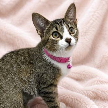 Rosie -  Domestic Short Hair Cat for Adoption in Inman, South Carolina - Rosie | PetCurious