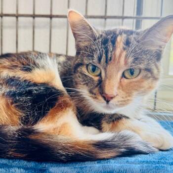Cali -  Domestic Short Hair Cat for Adoption in Lebanon, Missouri - Cali | PetCurious