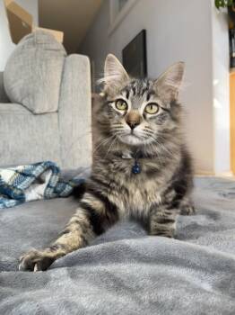 Domestic Medium Hair Cats Available for Adoption - **COURTESY LISTING** Bubbles | PetCurious