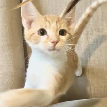 Domestic Short Hair Cats Available for Adoption in Richmond, Virginia - Dink | PetCurious