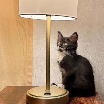 Wren -  Tuxedo and Domestic Medium Hair Cat for Adoption in Tehachapi, California - Wren | PetCurious