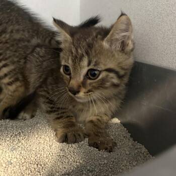 Detour -  Domestic Short Hair Cat for Adoption in Louisville, Kentucky - Detour | PetCurious