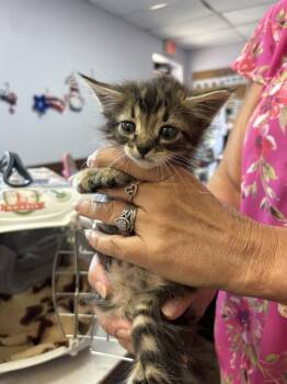 GIDDY -  Domestic Medium Hair Cat Available for Adoption in Fort Walton Beach, Florida - GIDDY | PetCurious