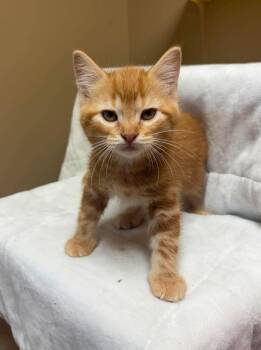 Parmesan -  Domestic Short Hair Cat for Adoption in Maryville, Missouri - Parmesan | PetCurious