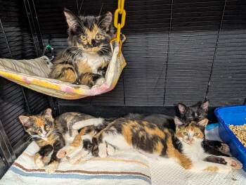 Rescue Calico Cats for Adoption in Madison Heights, Michigan - KITTENS! | PetCurious