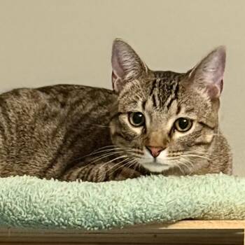 Domestic Short Hair Cats Available for Adoption in Kansas City, Missouri - Cannoli | PetCurious