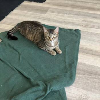 Cappy -  Domestic Short Hair Cat Available for Adoption in Mebane, North Carolina - Cappy | PetCurious