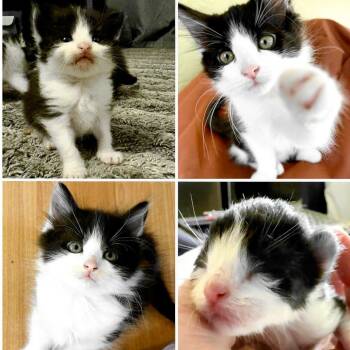 Domestic Medium Hair Cats Available for Adoption in Clearwater, Florida - Lily Pad | PetCurious