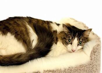 LOLA -  Domestic Short Hair Cat for Adoption in Fort Lauderdale, Florida - LOLA | PetCurious