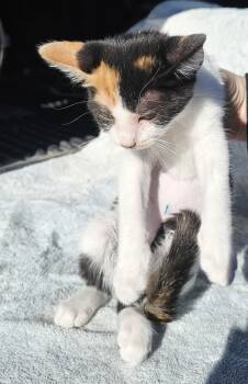 Rescue Domestic Short Hair Cats for Adoption in Jemez Pueblo, New Mexico - Cream | PetCurious