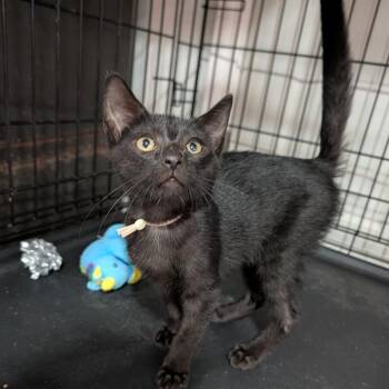 Poe -  Domestic Short Hair Cat for Adoption in Cape Girardeau, Missouri - Poe | PetCurious