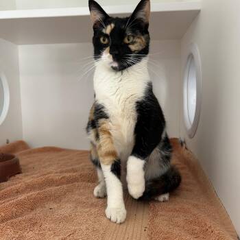 Janelle -  Calico Cat Available for Adoption in La Grange Park, Illinois - Janelle | PetCurious