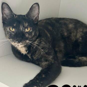 Feya -  Domestic Short Hair Cat for Adoption in Monroe, North Carolina - Feya | PetCurious