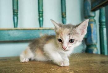 Domestic Short Hair Cats Available for Adoption in San Antonio, Texas - Salmon | PetCurious