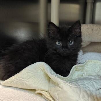 Cute-cumber -  Domestic Medium Hair Cat for Adoption in Charlottesville, Virginia - Cute-cumber | PetCurious