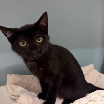 Tappy -  Domestic Short Hair Cat for Adoption in Chattanooga, Tennessee - Tappy | PetCurious
