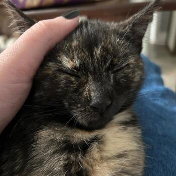 Domestic Short Hair Cats Available for Adoption in Chattanooga, Tennessee - Bella | PetCurious