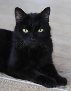 Domestic Short Hair Cats Available for Adoption in North Fort Myers, Florida - Charlotte | PetCurious