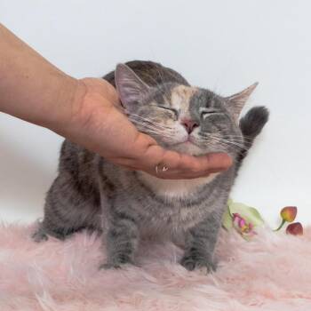 Domestic Short Hair Cats Available for Adoption in East St. Louis, Illinois - Blaire -C | PetCurious