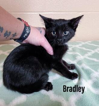 Bradley -  Domestic Short Hair Cat for Adoption in Clearfield, Kentucky - Bradley | PetCurious
