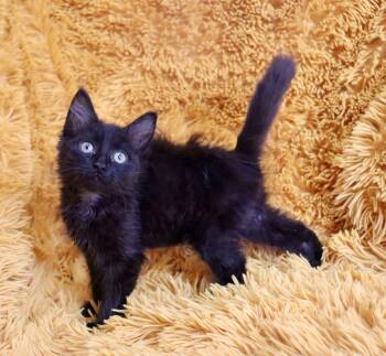 Raven -  Domestic Long Hair and Maine Coon Cat for Adoption in St. Augustine, Florida - Raven | PetCurious