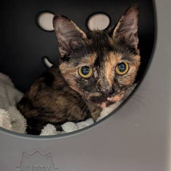 Rescue Domestic Short Hair Cats for Adoption in Titusville, Florida - Nova | PetCurious