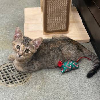 Rescue Domestic Short Hair Cats for Adoption in Lakewood, California - Bixby | PetCurious
