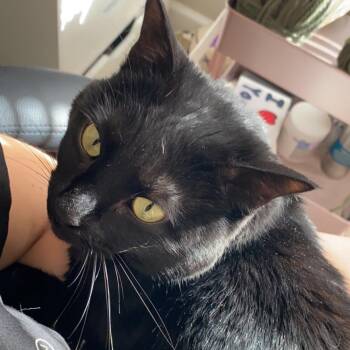 Domestic Short Hair Cats Available for Adoption - Charcoal | PetCurious