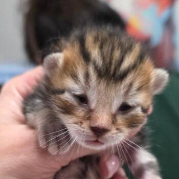 Chickie -  Domestic Short Hair Cat for Adoption in Buellton, California - Chickie | PetCurious