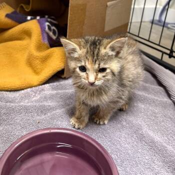 Genesis -  Domestic Short Hair Cat for Adoption in Spokane, Washington - Genesis | PetCurious